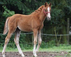 Pferd Landeskrone (Trakehner, 2017, von Pagur ox)