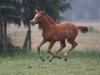 horse Regenbogen (Trakehner, 2018, from Pagur ox)