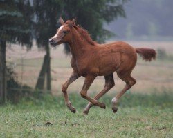 horse Regenbogen (Trakehner, 2018, from Pagur ox)