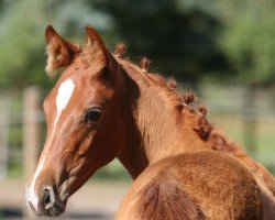 horse Favoritin (Trakehner, 2019, from Pagur ox)