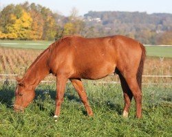 horse Alexis IBN Pagur (Shagya Arabian, 2015, from Pagur ox)