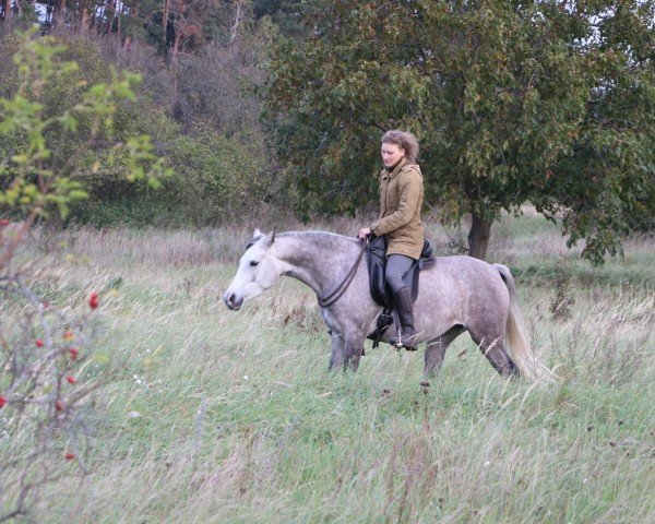 horse OSH Targhaj (unknown, 2017, from Pagur ox)