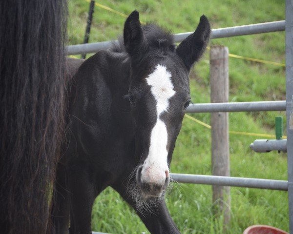 foal by Spirit CH (Swiss Warmblood, 2024, from Diacontinus)