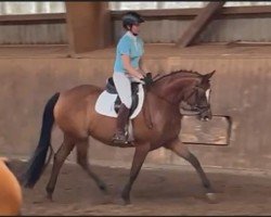 horse Kathuna (Trakehner, 2018, from Pagur ox)