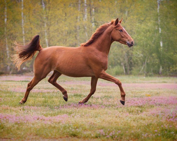 Pferd Cinderella (Trakehner, 2020, von Pagur ox)