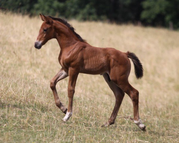 Pferd Puschkin (unbekannt, 2021, von Pagur ox)