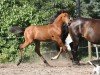 horse Osobenaja (Trakehner, 2019, from Pagur ox)