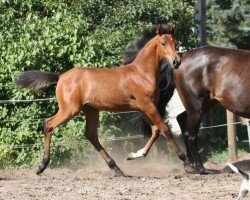 horse Osobenaja (Trakehner, 2019, from Pagur ox)