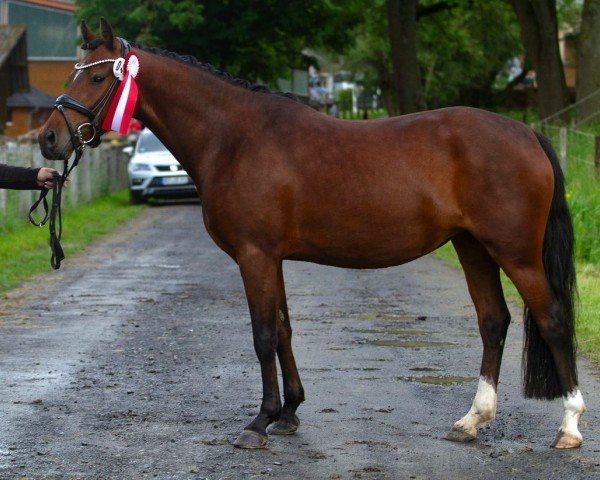 dressage horse HLT Graceful Heart (German Riding Pony, 2020, from FS Golden Highlight)