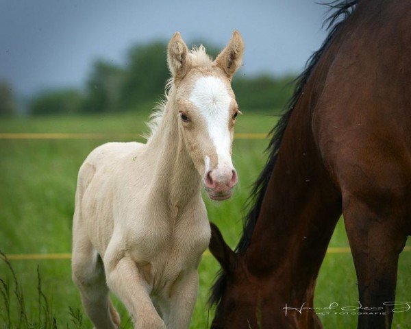 foal by HLT Really Nice (German Riding Pony, 2024, from Genesis BL)