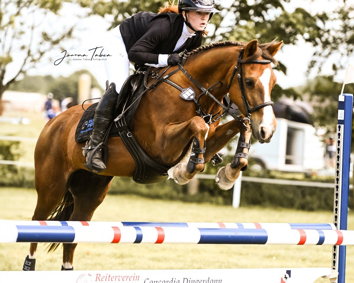 jumper Antoinette 84 (German Riding Pony, 2005, from Monte Christo)
