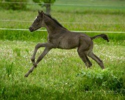 foal by HLT Dark Velvet (German Riding Pony, 2024, from Damenstolz A)