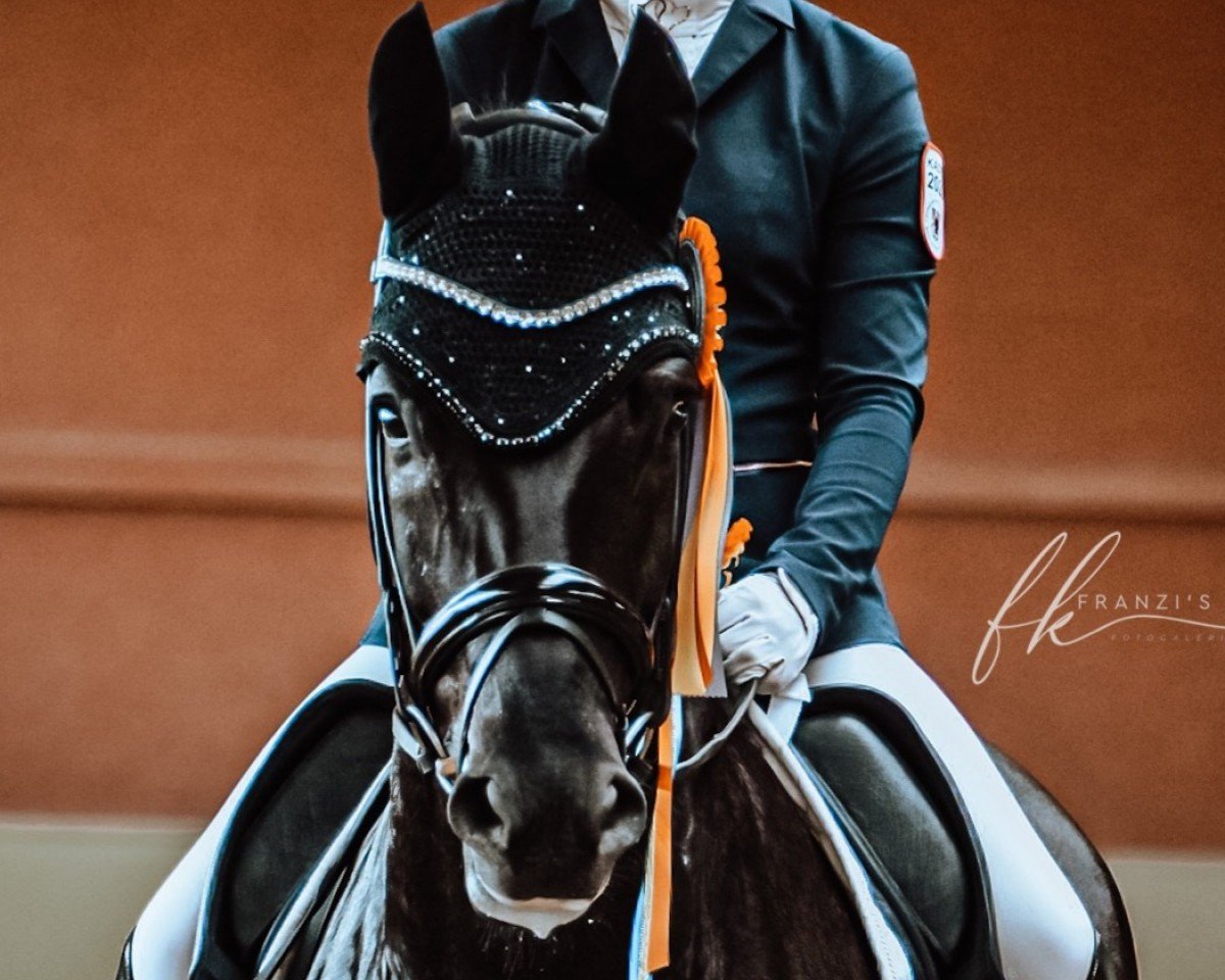 dressage horse Friedrichshagen (German Sport Horse, 2016, from Fürsten-Look)