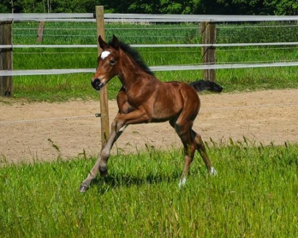 foal by Moonlight Shadow K.A. (German Riding Pony, 2024, from Mylord Manolito)