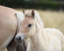 horse Gustav H (Fjord Horse, 2023, from Gaard)