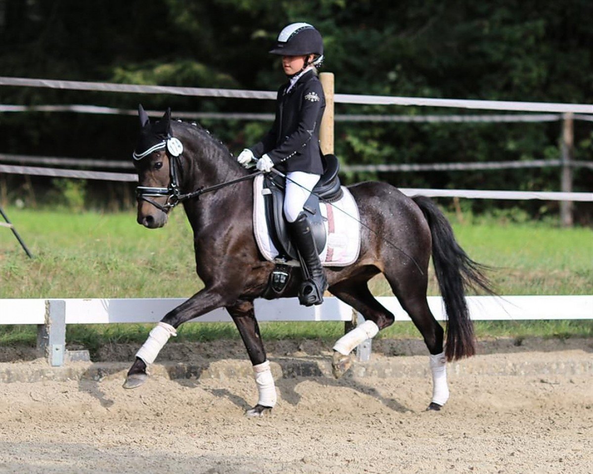horse Top Sine Beauty Girl (Hackney (horse/pony), 2013, from Nobel Rebel)