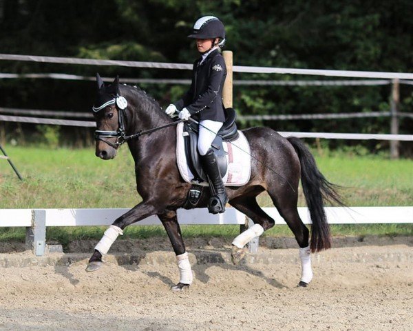 dressage horse Top Sine Beauty Girl (Hackney (horse/pony), 2013)