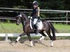 dressage horse Top Sine Beauty Girl (Hackney (horse/pony), 2013)