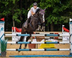 Springpferd Gracjan (Polnisches Warmblut, 2010, von Ulco)