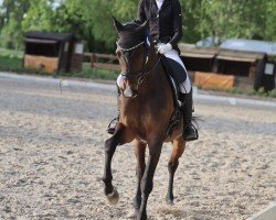 broodmare Harley Quinn 12 (Trakehner, 2011, from Karl Lagerfeld)