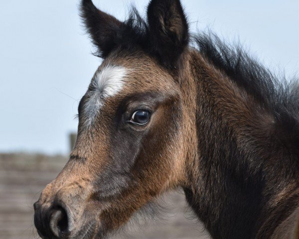 Fohlen von Chandri vom Derkingshof (Deutsches Reitpony, 2024, von Cornetto KV)