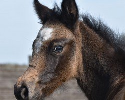 foal by Chandri vom Derkingshof (German Riding Pony, 2024, from Cornetto KV)