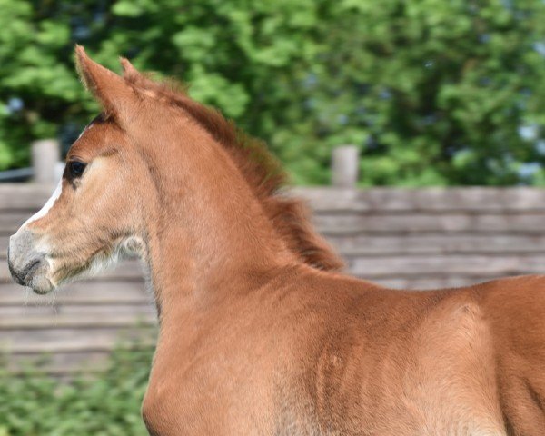 Fohlen von Cornetto's First Flame vom Derkingshof (Deutsches Reitpony, 2024, von Cornetto KV)