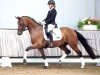 dressage horse Bel Air W (Rhinelander, 2016, from Belissimo NRW)