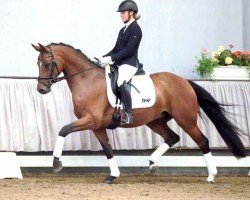 dressage horse Bel Air W (Rhinelander, 2016, from Belissimo NRW)