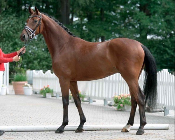 dressage horse Bumblebee 53 (Westphalian, 2017, from Callaho's Benicio)