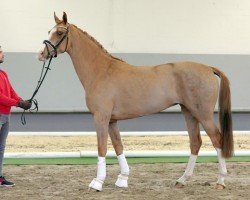 dressage horse Zaharah (Hanoverian, 2018, from Zoom 8)