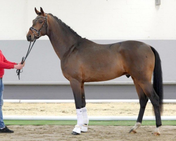 dressage horse Florenz A (Hanoverian, 2018, from Fürstenball)