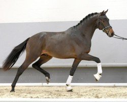 dressage horse Hengst von Ferdeaux / Limes (Westphalian, 2018, from Ferdeaux)