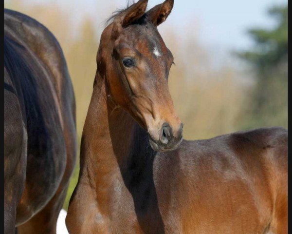 Dressurpferd Dawina's Dream (Westfale, 2022, von Dutch Dream)