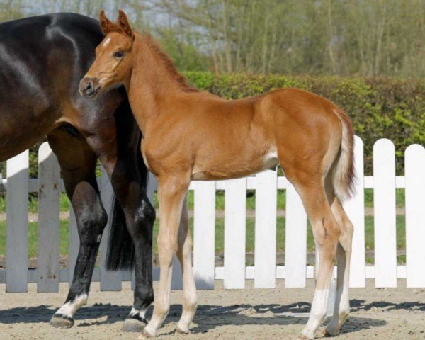 jumper Hedda (Westphalian, 2022, from Hickstead Blue)