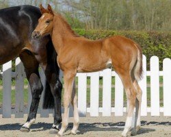 Springpferd Hedda (Westfale, 2022, von Hickstead Blue)