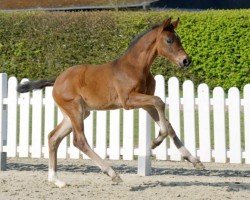 dressage horse Elard (Westphalian, 2022, from Eckhardt)