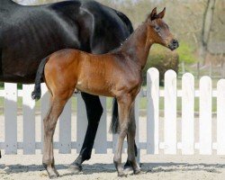 dressage horse Fantastica (Westphalian, 2022, from Franziskus FRH)