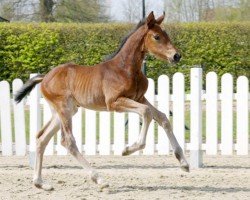 Springpferd Zara Blue (Westfale, 2022, von Zinedine)