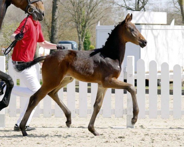 dressage horse Sungino Perfect de Pad (Westphalian, 2022, from So Perfect)