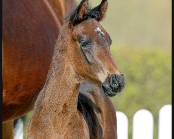 Springpferd Comme il Blue (Westfale, 2022, von Comme il Faut)