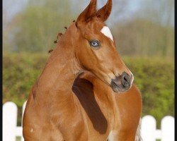 Springpferd Henry (Westfale, 2022, von Hickstead Blue)