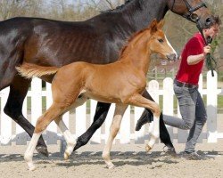 dressage horse Sir Kunterbunt K (Westphalian, 2022, from Sir Donnerhall I)