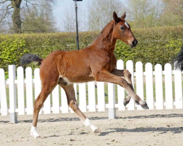 Springpferd Connection (Westfale, 2022, von Comme il Faut)