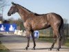 dressage horse Fayenna (Westphalian, 2017, from Fürstenball)