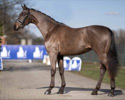 dressage horse E-Mail (Westphalian, 2018, from Blue Hors Emilio)