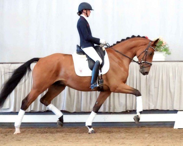 dressage horse Bon Chance (Westphalian, 2016, from Callaho's Benicio)