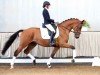 dressage horse Bon Chance (Westphalian, 2016, from Callaho's Benicio)