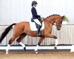 dressage horse Bon Chance (Westphalian, 2016, from Callaho's Benicio)