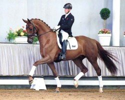 dressage horse Dion (Westphalian, 2016, from Damon Hill)